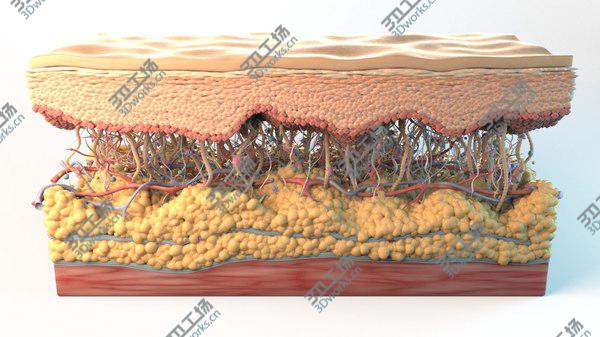 images/goods_img/20210312/3D model Skin Cross Section/3.jpg